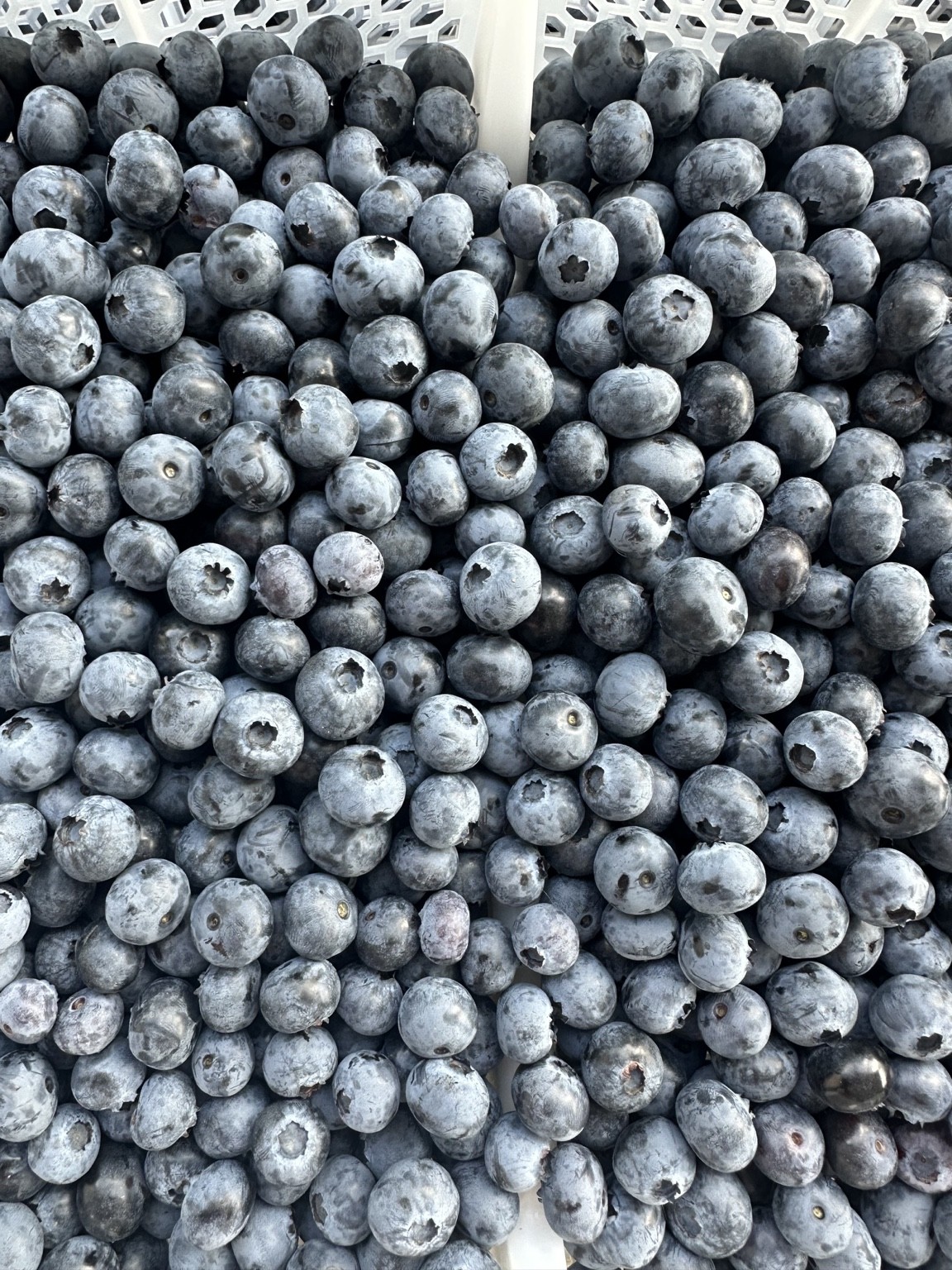 Freshly harvested Namiani blueberries