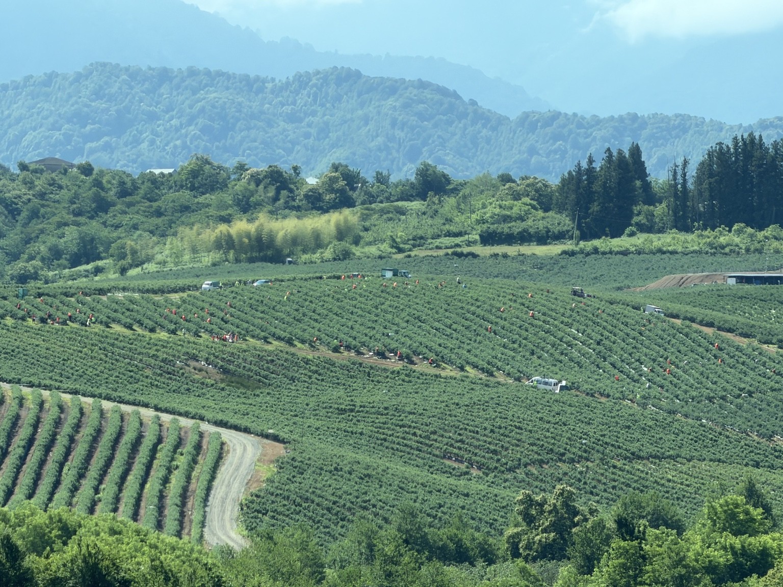 Blueberry fields at Namiani, surrounded by forested hills