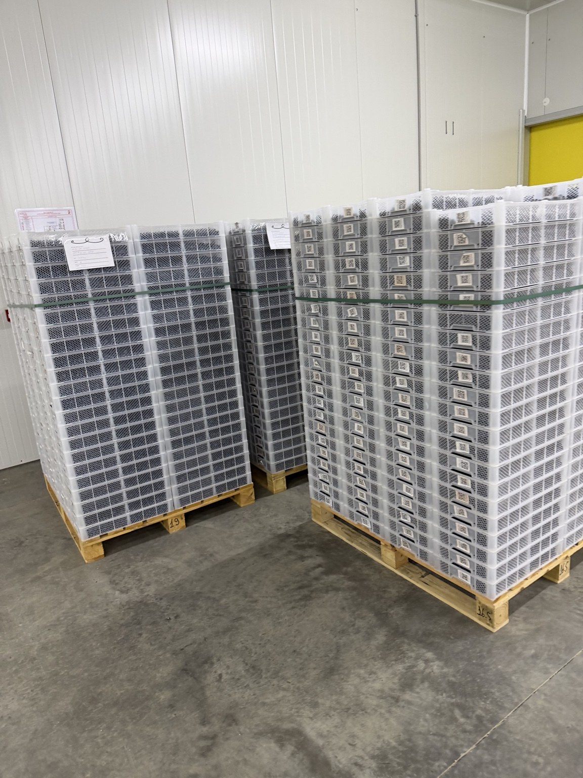 White produce boxes stacked on pallets inside Namiani’s storage room